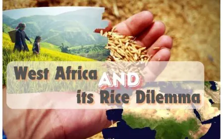 West Africa’s Rice Conundrum by Vivek Gahlaut, Co-Founder – Terra Firma Commodities, Dubai UAE